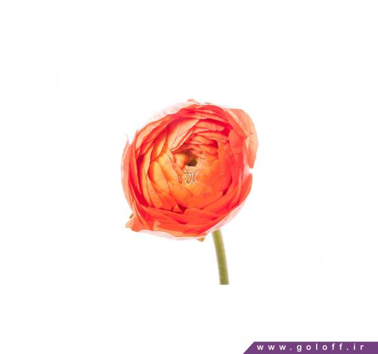 خرید گل آنلاین - گل آلاله پایانو - Ranunculus | گل آف